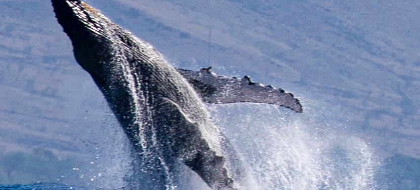 Sunset Whale Watch