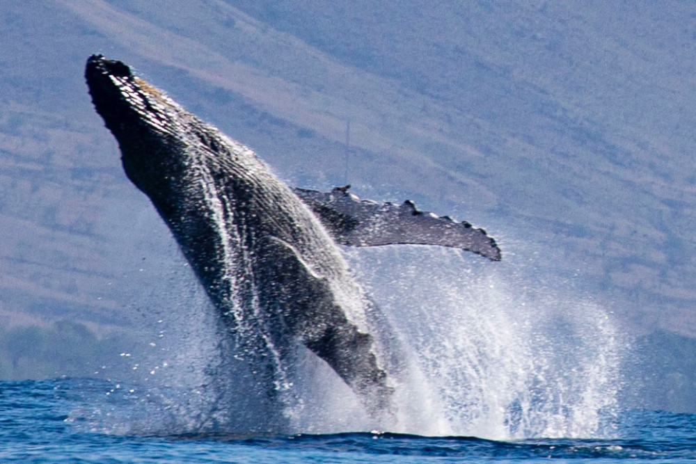 Sunset Whale Watch