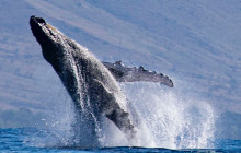 Dive Maui / Hawaiian Rafting Adventures Inc9