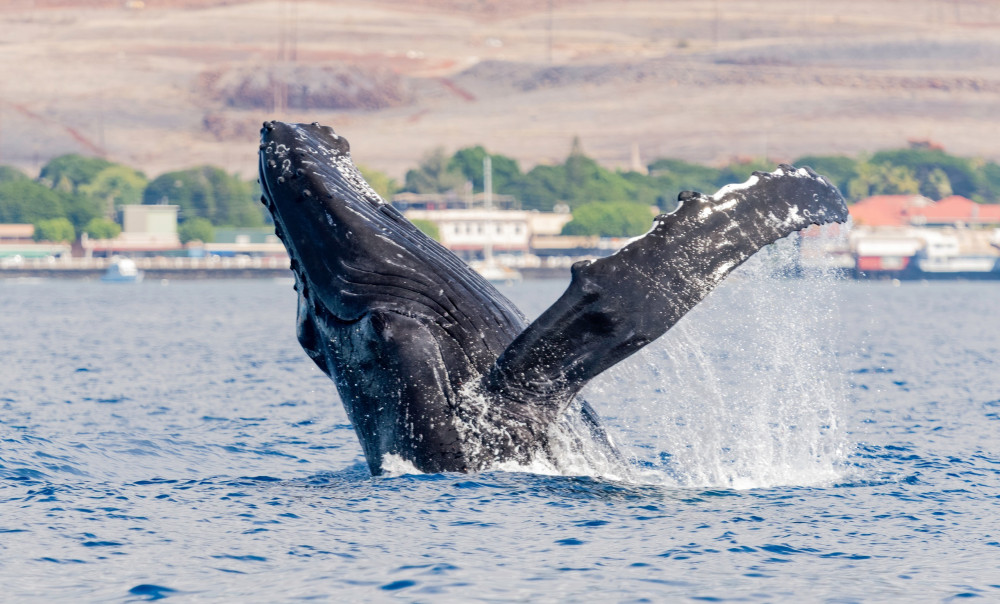1.5 Hour Whale Watch