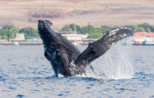 Dive Maui / Hawaiian Rafting Adventures Inc2