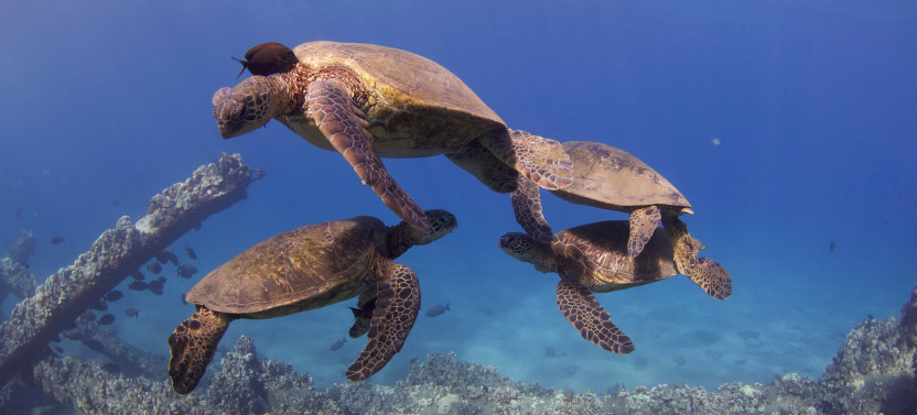 Shark and Turtle Dive for Certified Divers from Shore