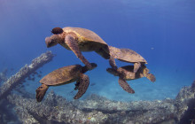 Dive Maui / Hawaiian Rafting Adventures Inc1