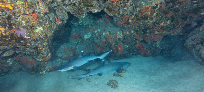 Shark and Turtle Dive for Certified Divers from Shore