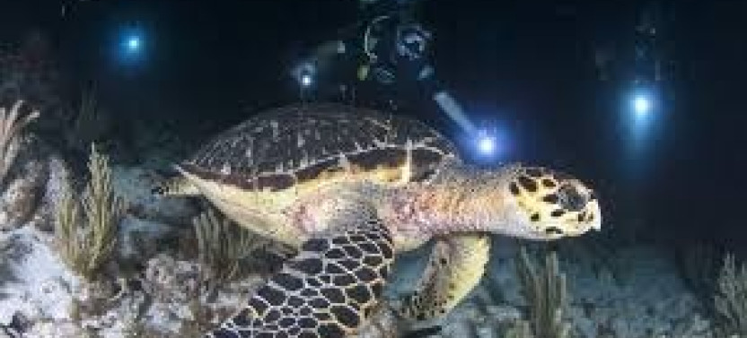 Night Dive from Shore