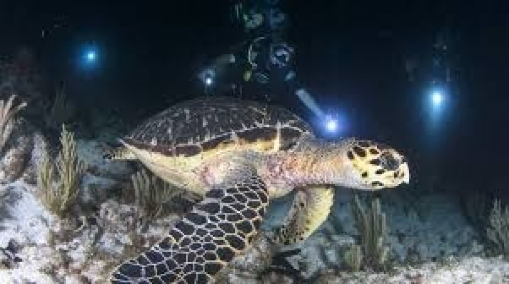 Dive Maui / Hawaiian Rafting Adventures Inc