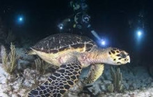 Dive Maui / Hawaiian Rafting Adventures Inc6
