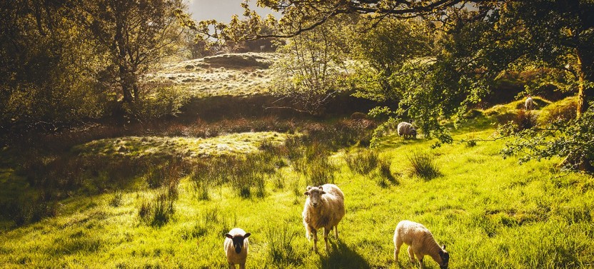 Windermere & The Lake District 1 Day Tour from Manchester