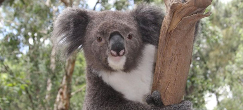 Private Sydney City & Australian Wildlife Tour