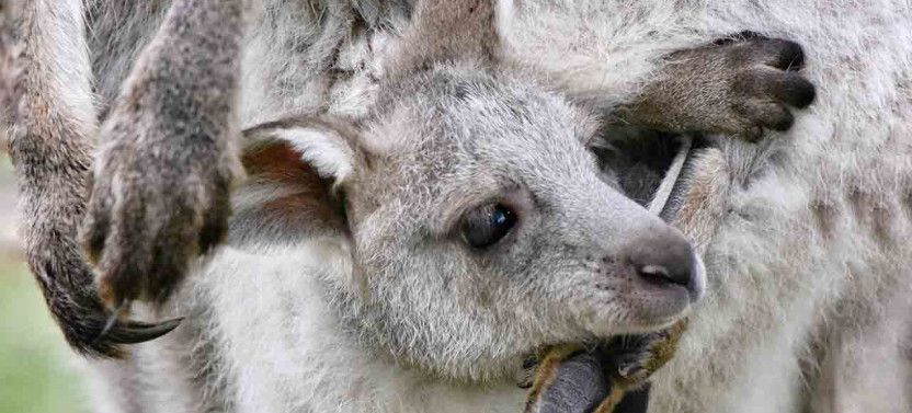Private Sydney City & Australian Wildlife Tour