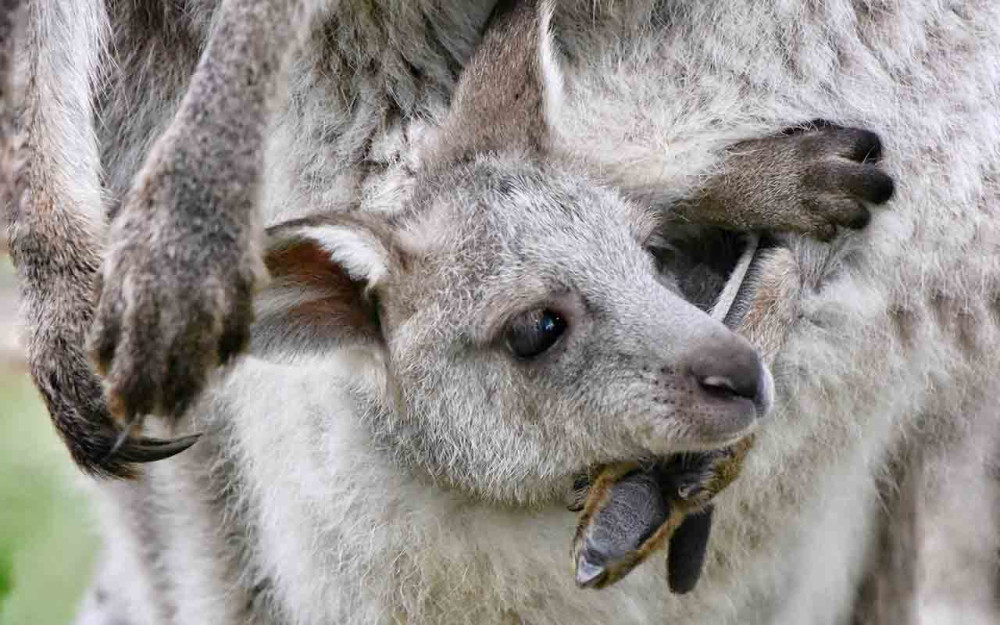 Private Sydney City & Australian Wildlife Tour