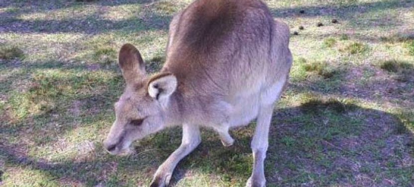 Private Blue Mountains & Kangaroo/Koala Experience
