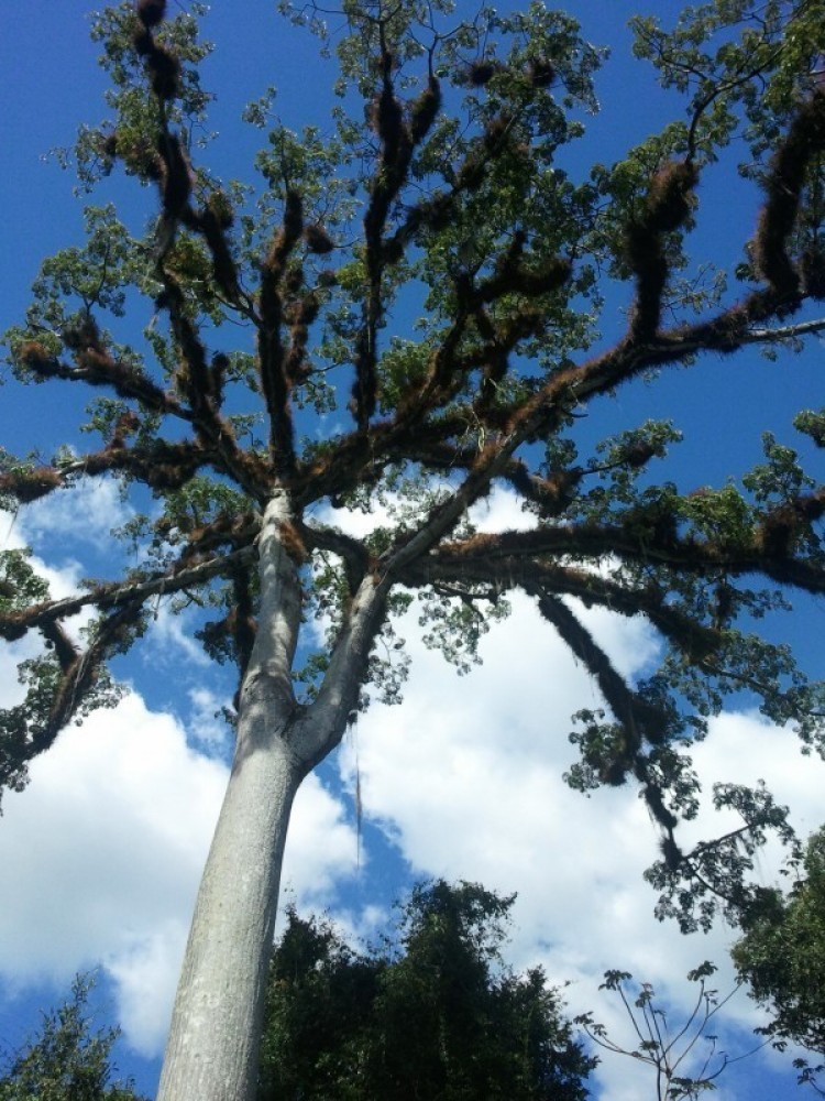 Tikal Small Group Tour
