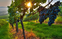 Vitis Travel LTD3