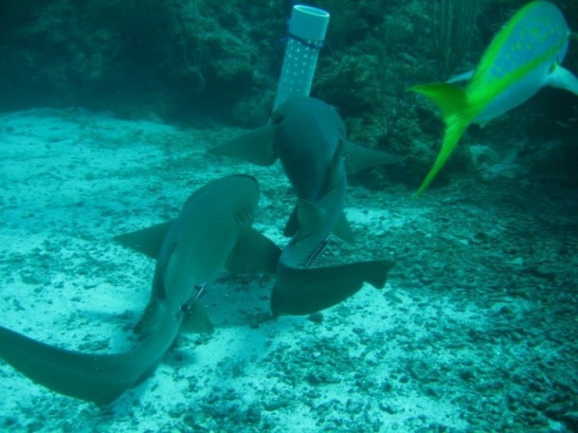 Snorkel Hol Chan & Shark Ray Alley