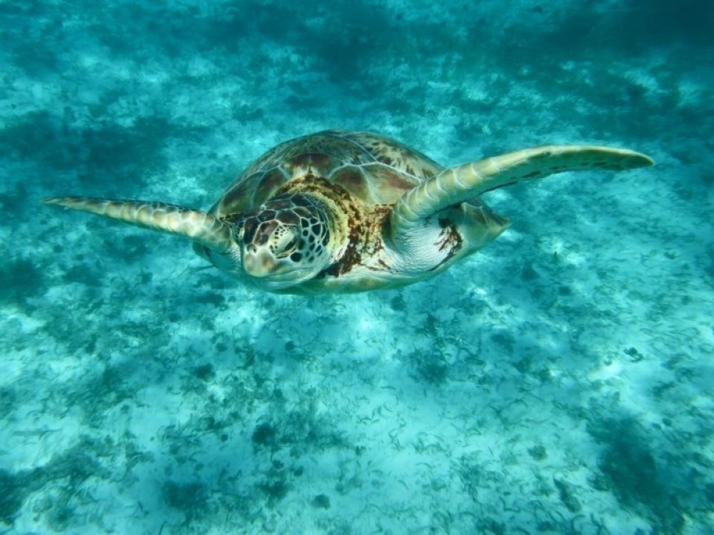 catamaran tour caye caulker