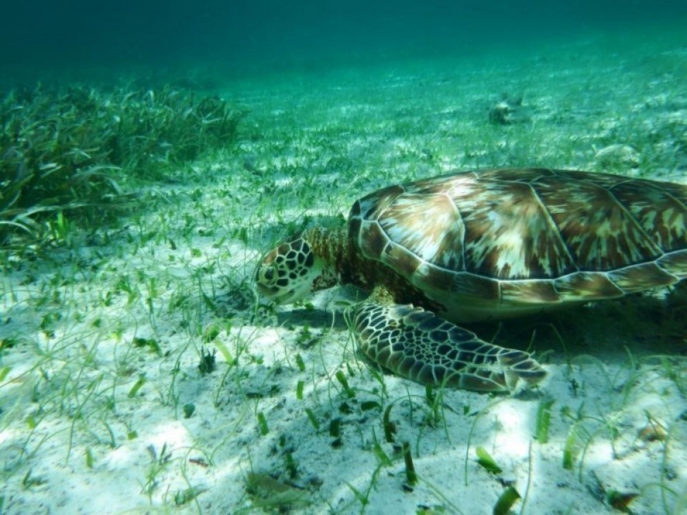 Caye Caulker Marine Reserve Half-day Tour - Caye Caulker Village ...