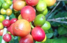 Visit a 100% Organic Coffee Farm