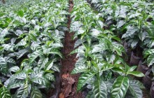 Visit a 100% Organic Coffee Farm