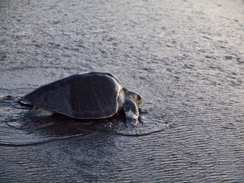 Sea Turtle Watching