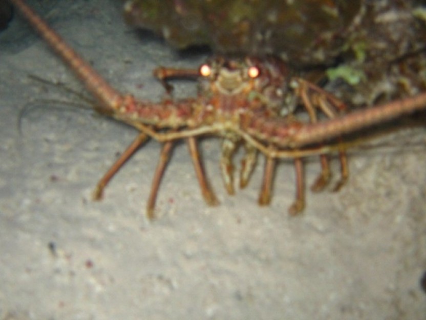 Night Snorkel