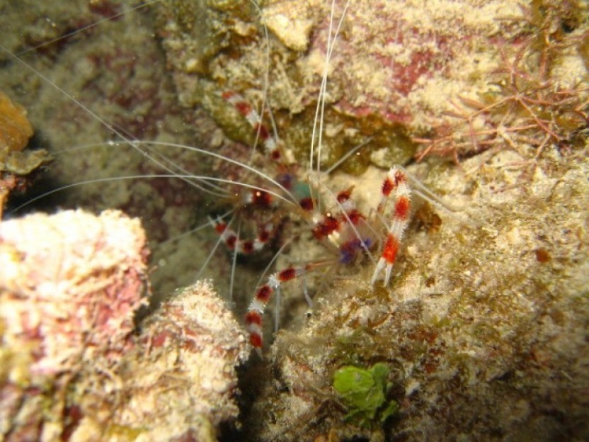Night Snorkel