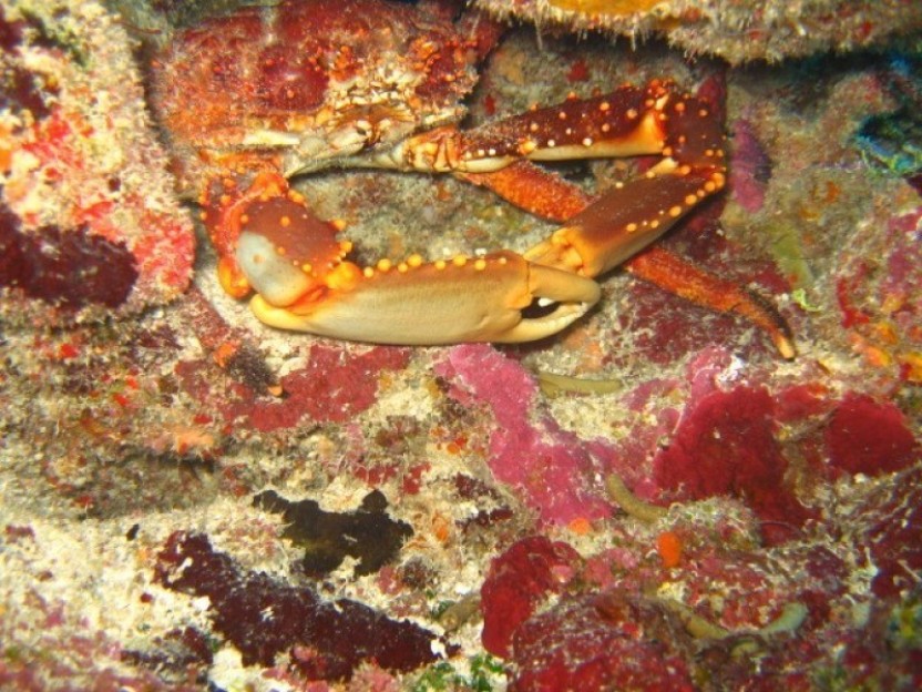 Night Snorkel