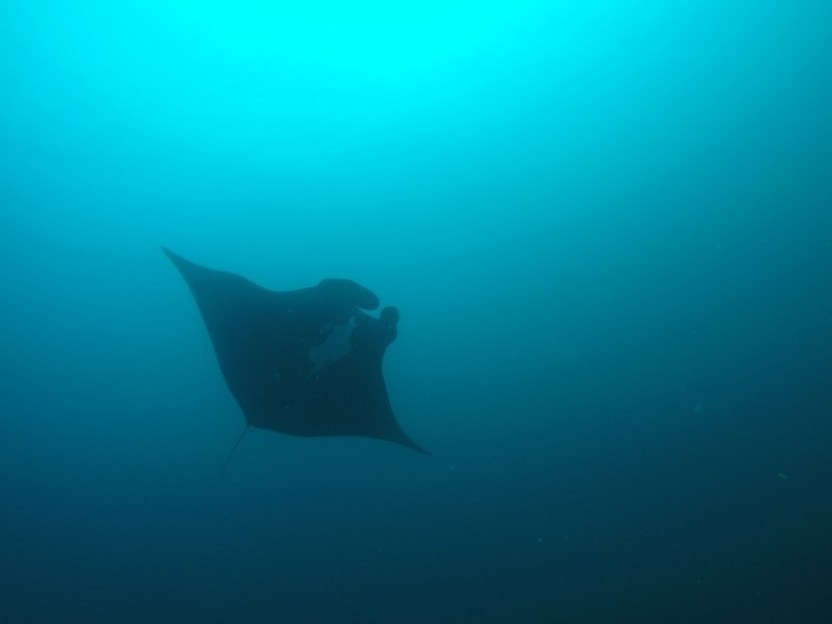 2 Tank Dive at Catalina Island - Costa Rica