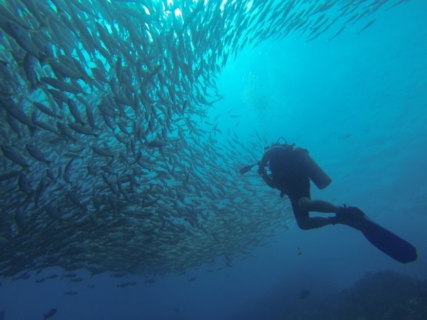 2 Tank Dive at Catalina Island