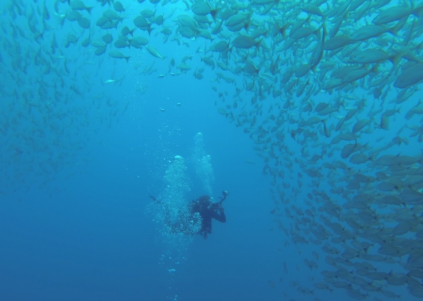 1 Tank Local Dive from Guanacaste