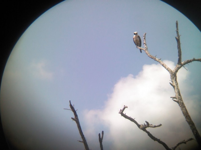 Crooked Tree Wildlife Sanctuary Tour