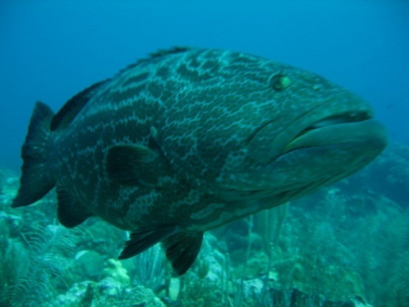 Blue Hole: Scuba Dive