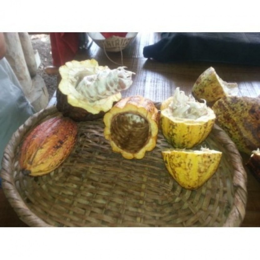 Chocolate Making & La Fortuna Waterfall Adventure
