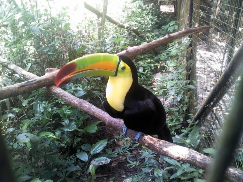 The Belize Zoo