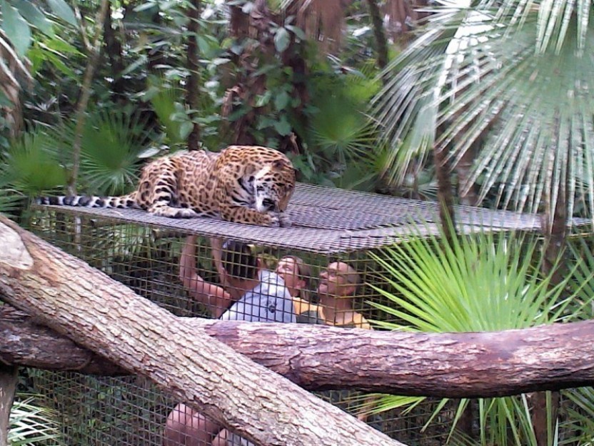 The Belize Zoo