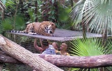 The Belize Zoo