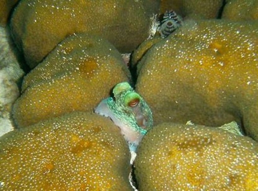 Snorkeling At Night