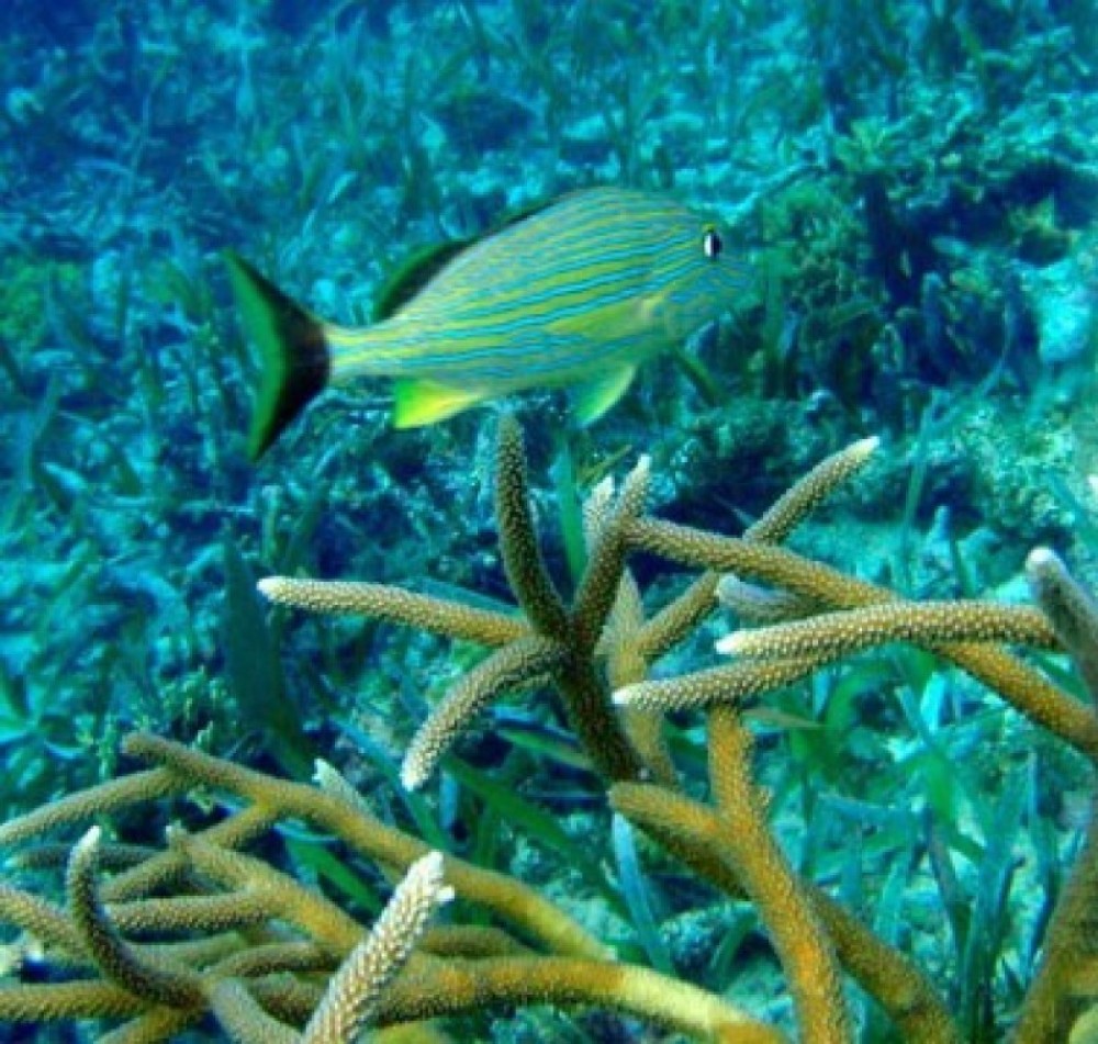 Caribbean Breeze Tours
