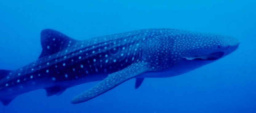 Snorkel with Whale Sharks