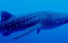 Snorkel with Whale Sharks