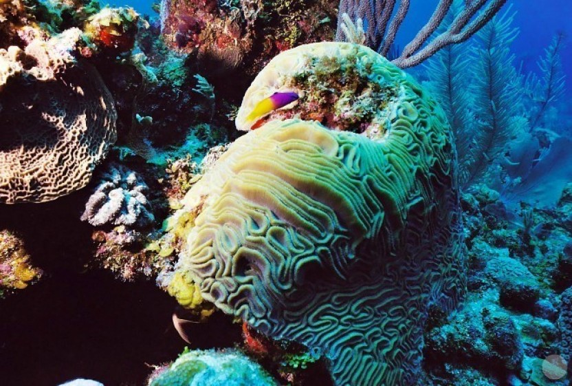 South Water Caye: 3 Dives