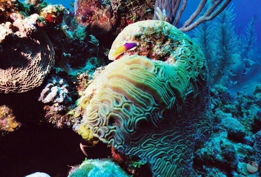 Glover’s Reef: Snorkeling
