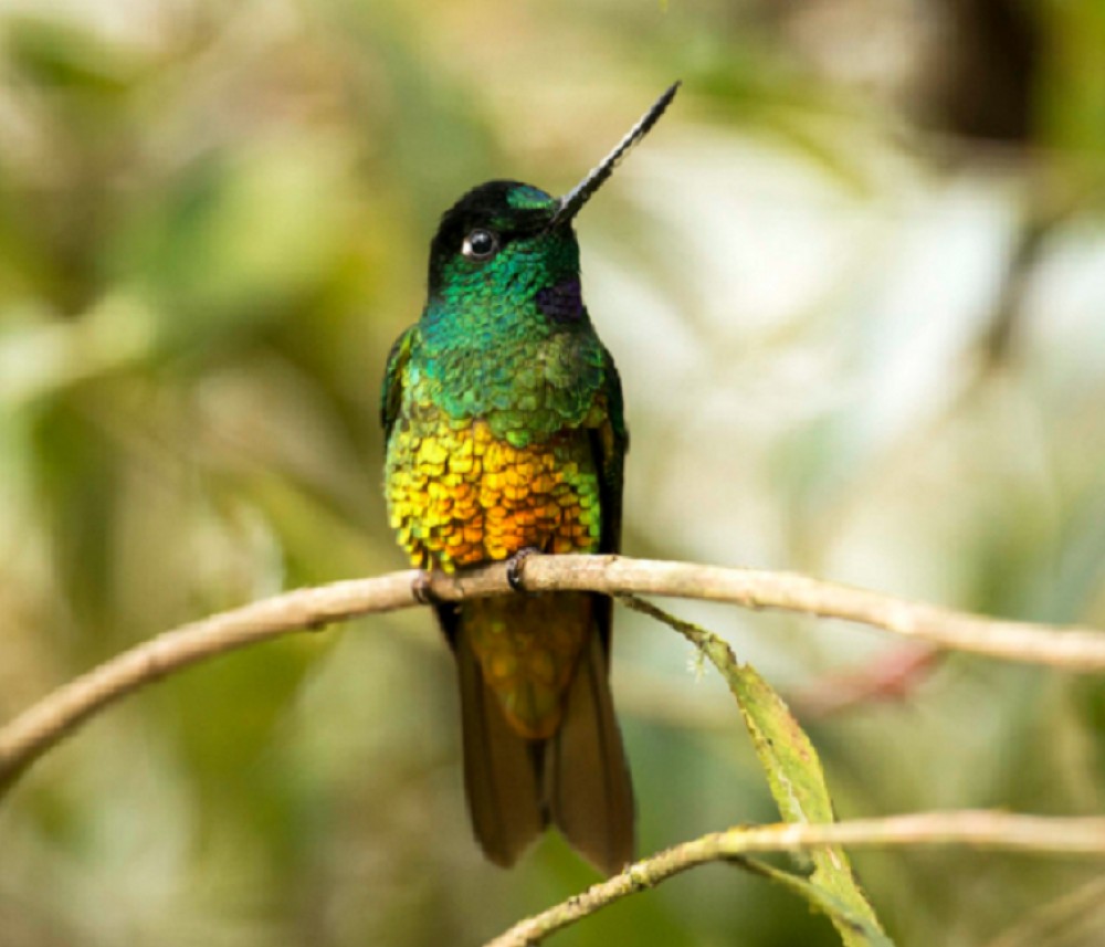 Private: Birdwatching Day Trip At Chicaque Natural Park