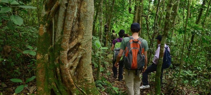 Private: Birdwatching Day Trip At Chicaque Natural Park