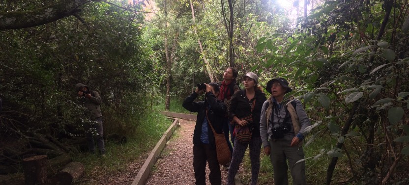 Private: Birdwatching Day Trip At Chicaque Natural Park