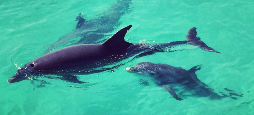 Afternoon Dolphin Watch