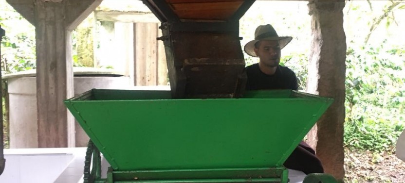 Private: Coffee Farm Hacienda La Coloma Day Trip
