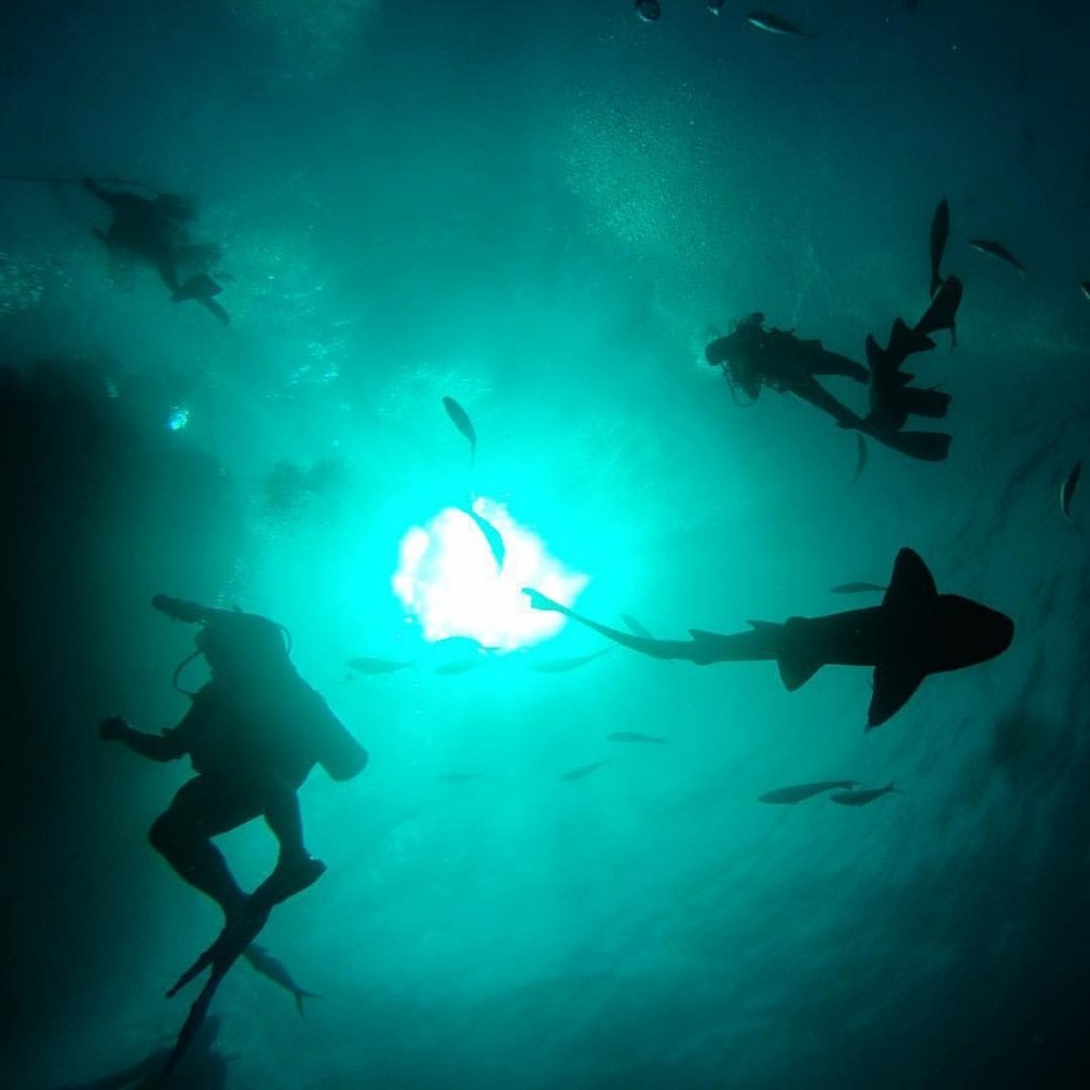 Belize Diving Adventures