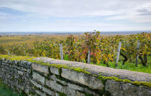 Bordovino Wine Tasting Day Tours7