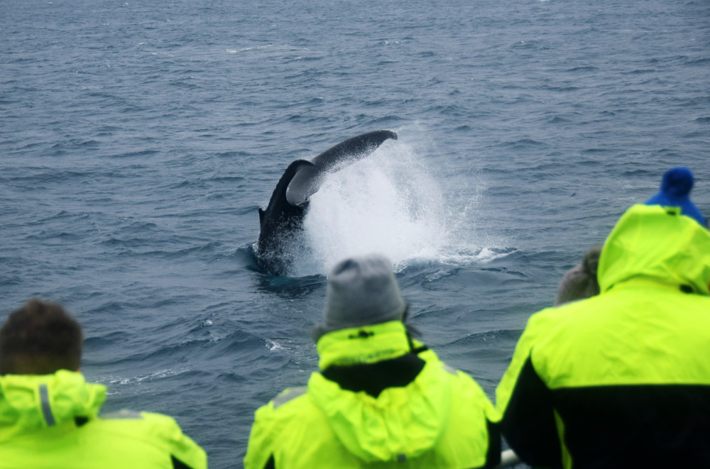 Reykjavik City Walking Tour and Whale Watching